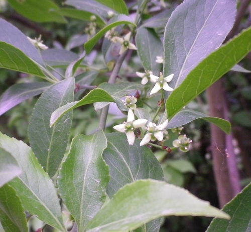 Rhamnus cathartica / Spinocervino